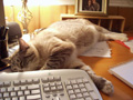 lars crashed on desk.jpg
